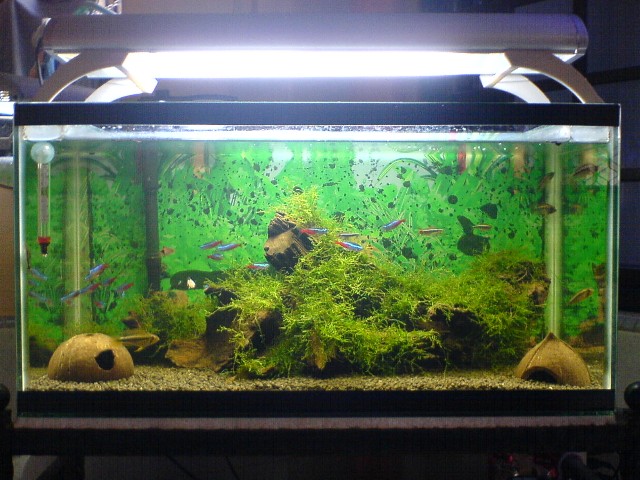 2 ft apistogramma tank