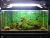 2 ft apistogramma tank