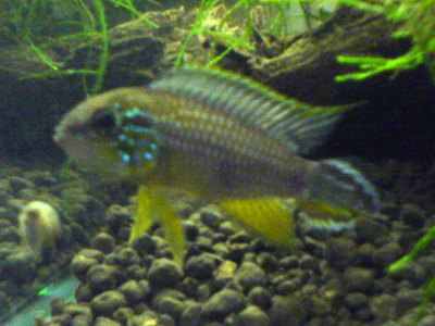 Apistogramma agasizzii tefe