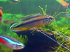 Apistogramma agassizii 'tefe'