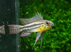 Apistogramma bitaeniata