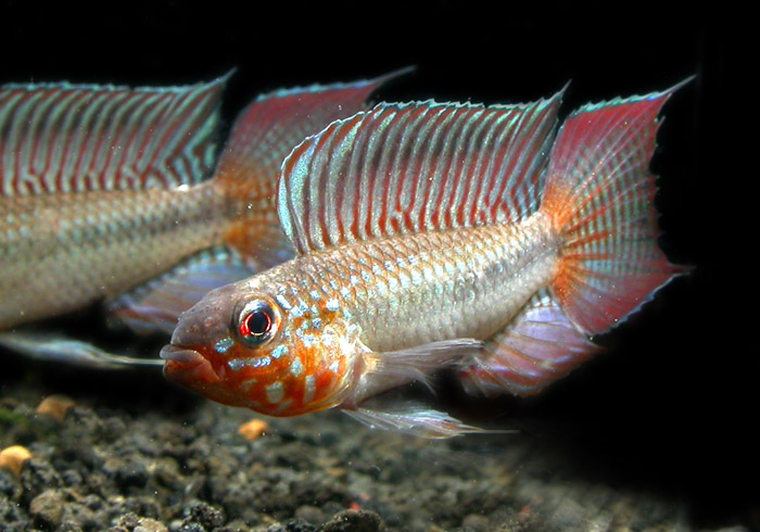 Apistogramma blutkehl