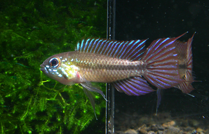 Apistogramma gibbiceps