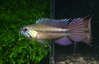 Apistogramma gibbiceps