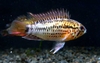 Apistogramma guttata