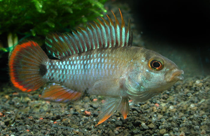 Apistogramma inca50