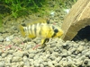 Apistogramma sp. 'Inka50'