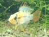 Apistogramma sp. 'Inka50'