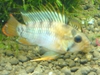 Apistogramma sp. 'Inka50'