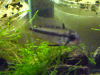 Apistogramma juruensis