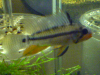 Apistogramma juruensis