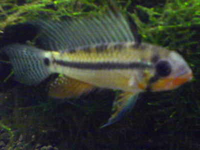 Apistogramma juruensis