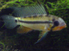 Apistogramma juruensis