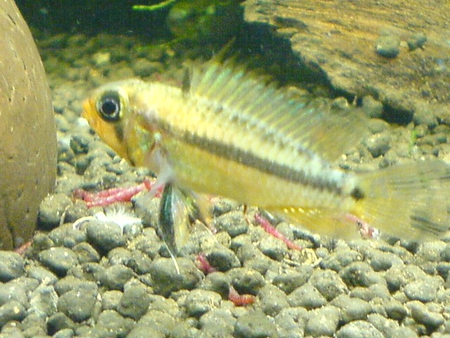 Apistogramma juruensis