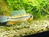 Apistogramma juruensis