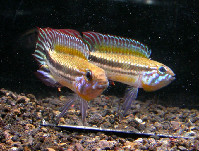 Apistogramma mendezi "red"