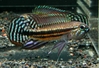 Apistogramma sp. "muia"