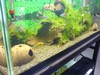 2 ft apistogramma tank