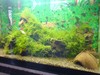 2 ft apistogramma tank