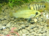 Apistogramma trifasciata