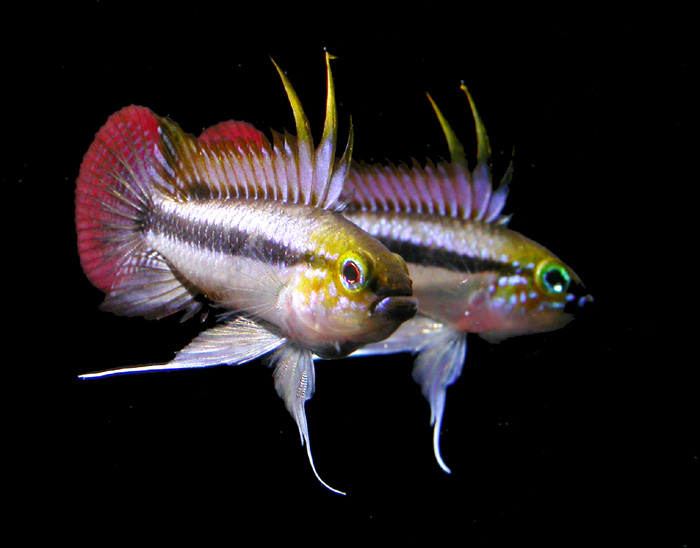 Apistogramma trifisciata