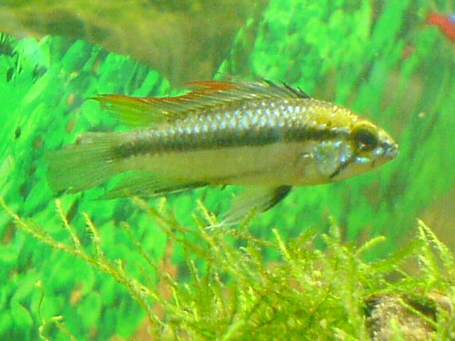 Apistogramma trifasciata