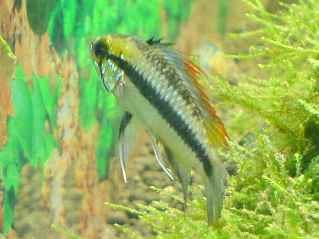 Apistogramma trifasciata