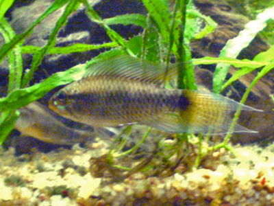 Apistogramma uaupesi