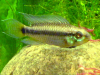 Apistogramma uaupesi