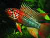 Apistogramma viejita "red"