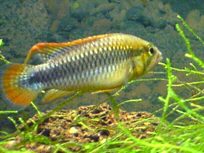 Apistogramma sp. 'Wilhelmi'