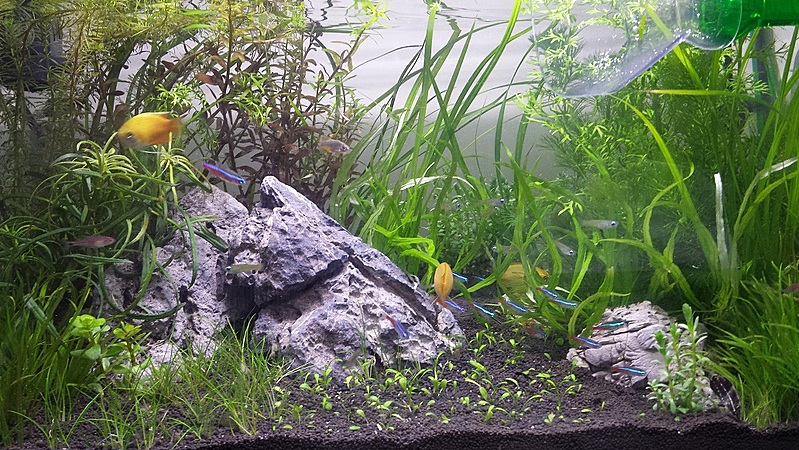 1.5ft Aquascape