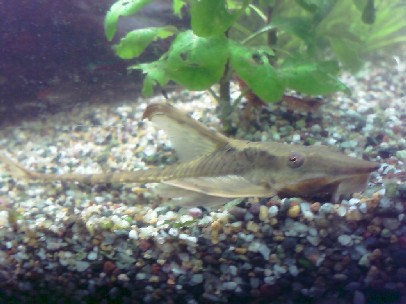 algaecatfish05