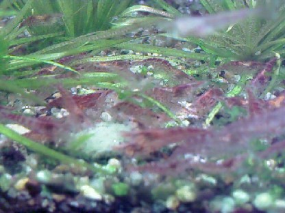 cherry_shrimps-01