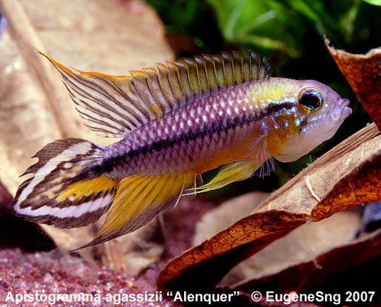 Apistogramma agassizii "Alenquer"