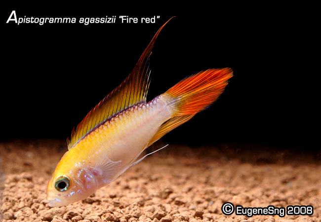 Ap agassizii fire red