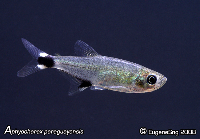 Aphyocharaxparaguayensis2