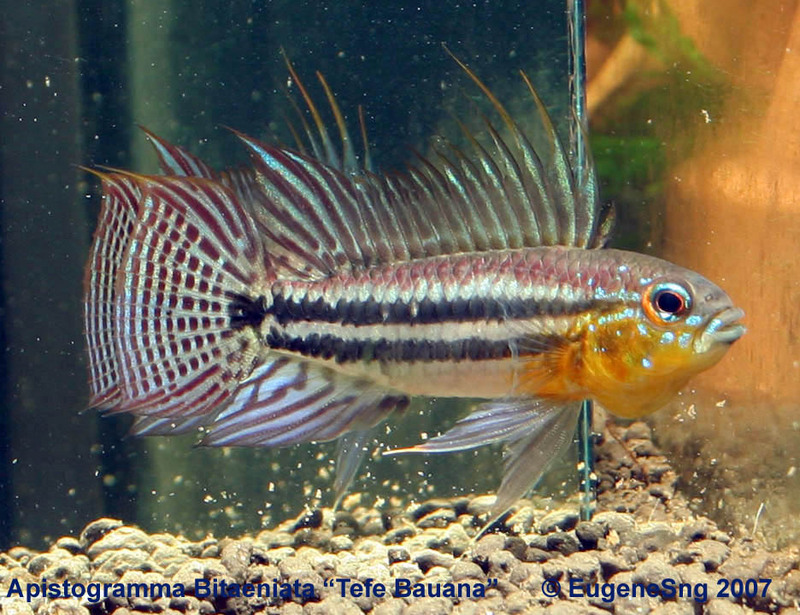 Apistogramma bitaeniata "Tefe Bauana"