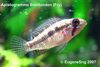 Apistogramma sp. Breitbinden - Fry