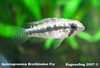 Apistogramma sp. "breitbinden"