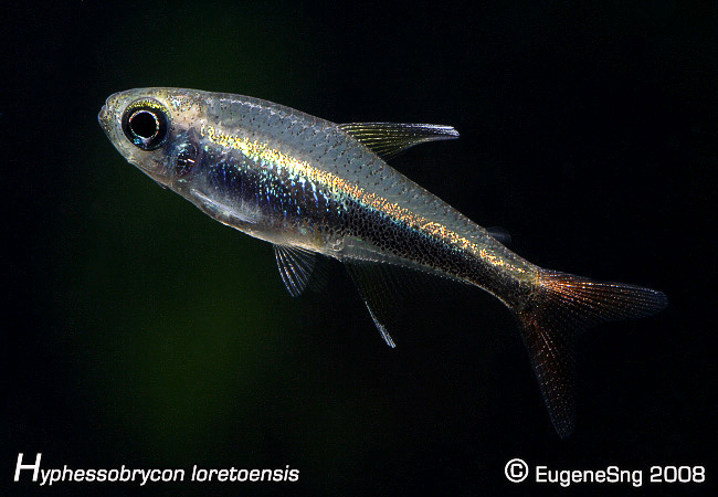 Hyphessobrycon loretoensis