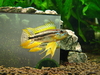 Apistogramma bitaeniata "Tefe Bauana"