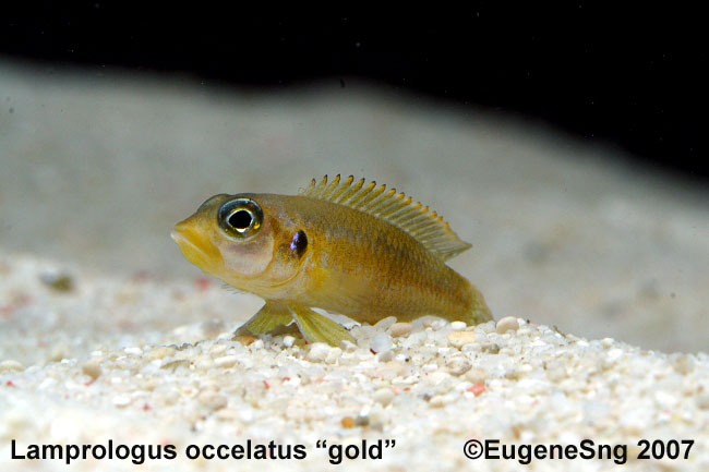 Loccelatus