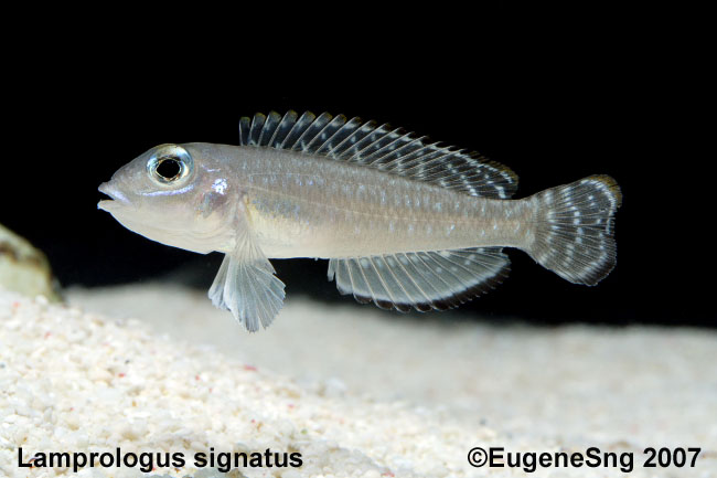 Lsignatus