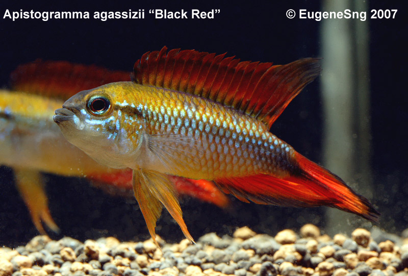 Apistogramma agassizii