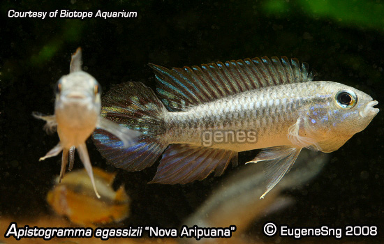 agassizii novo aripuana