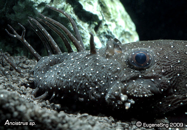 Ancistrus Sp-1