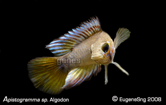 Apistogramma Sp Algodon