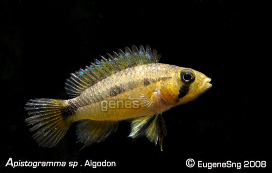 Apistogramma Sp Algodon - Female