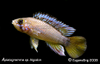 Apistogramma Sp Algodon